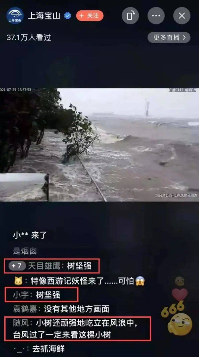 台风|上海狂风巨浪中一棵小树屹立不倒，它为何能如此坚强？