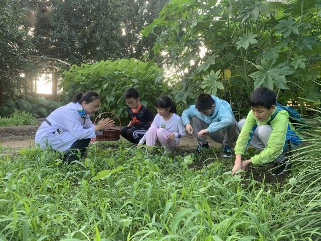 教育|北京教学植物园开展夏耘劳动体验活动