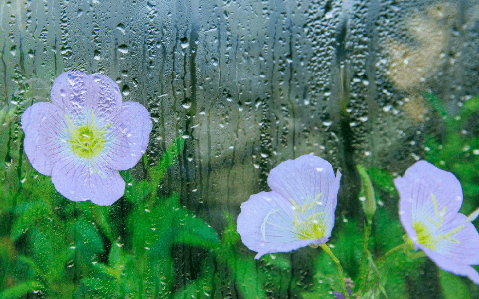 3e13283eeb294b9980acafa557bba0d7.png