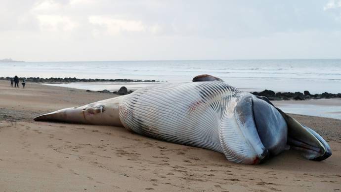 今天中午一头须鲸在温州瑞安滩涂搁浅,已出现脱水症状