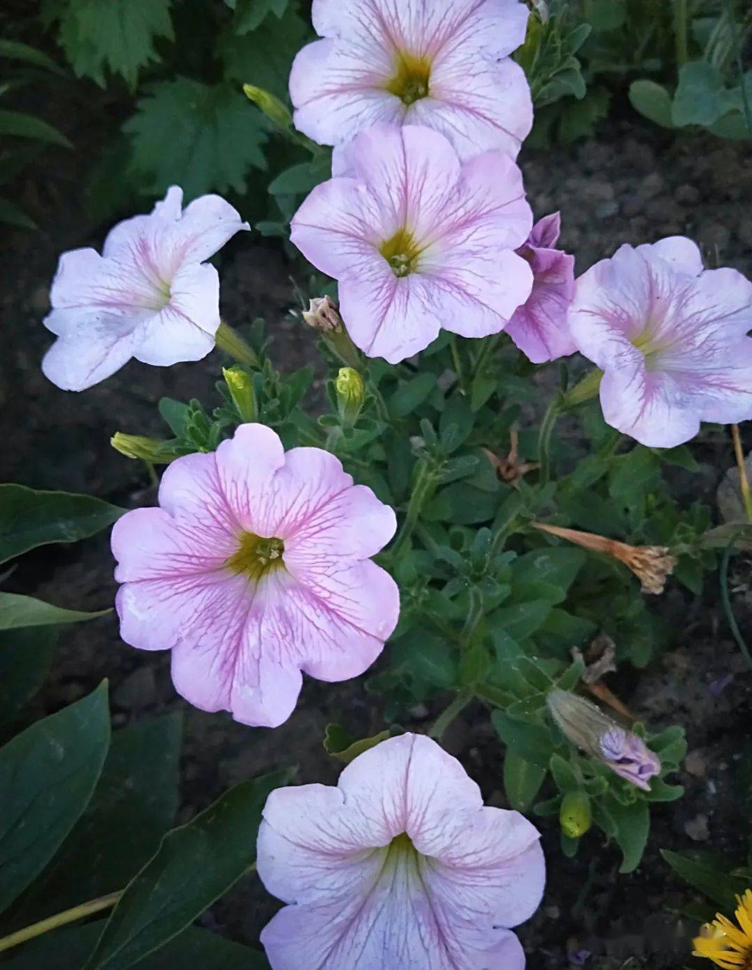 夏季超美的10种花妥妥的开花楷模你养了几种