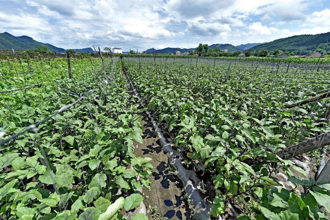 打出绿色牌!本溪下牛村的茄子火到网上
