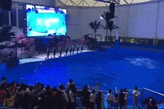 83780addef0447bbb2e42f7959b4ca1a.gif