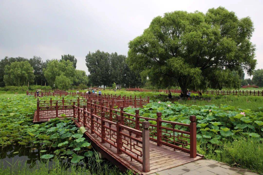 圓明園裡的麴院風荷您來過嗎