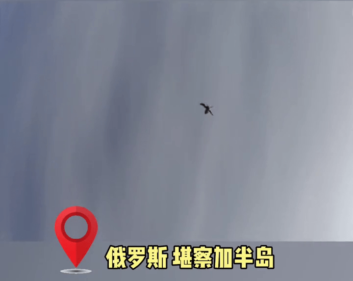 伊利亚|惊险瞬间！俄罗斯一只猎鹰700米高空袭击无人机 俯冲将其击落