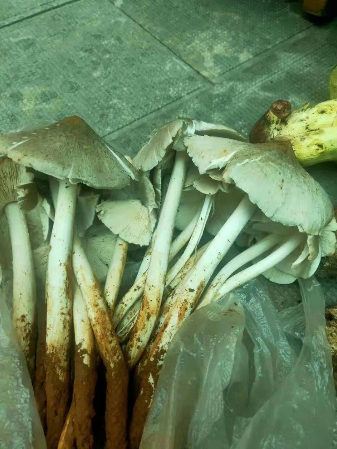 这样烹制鸡枞,想吃就吃鲜香不打折