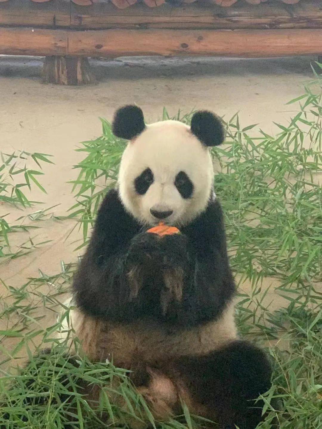 13岁啦刘公岛珍稀动物园为大熊猫宁宁庆生