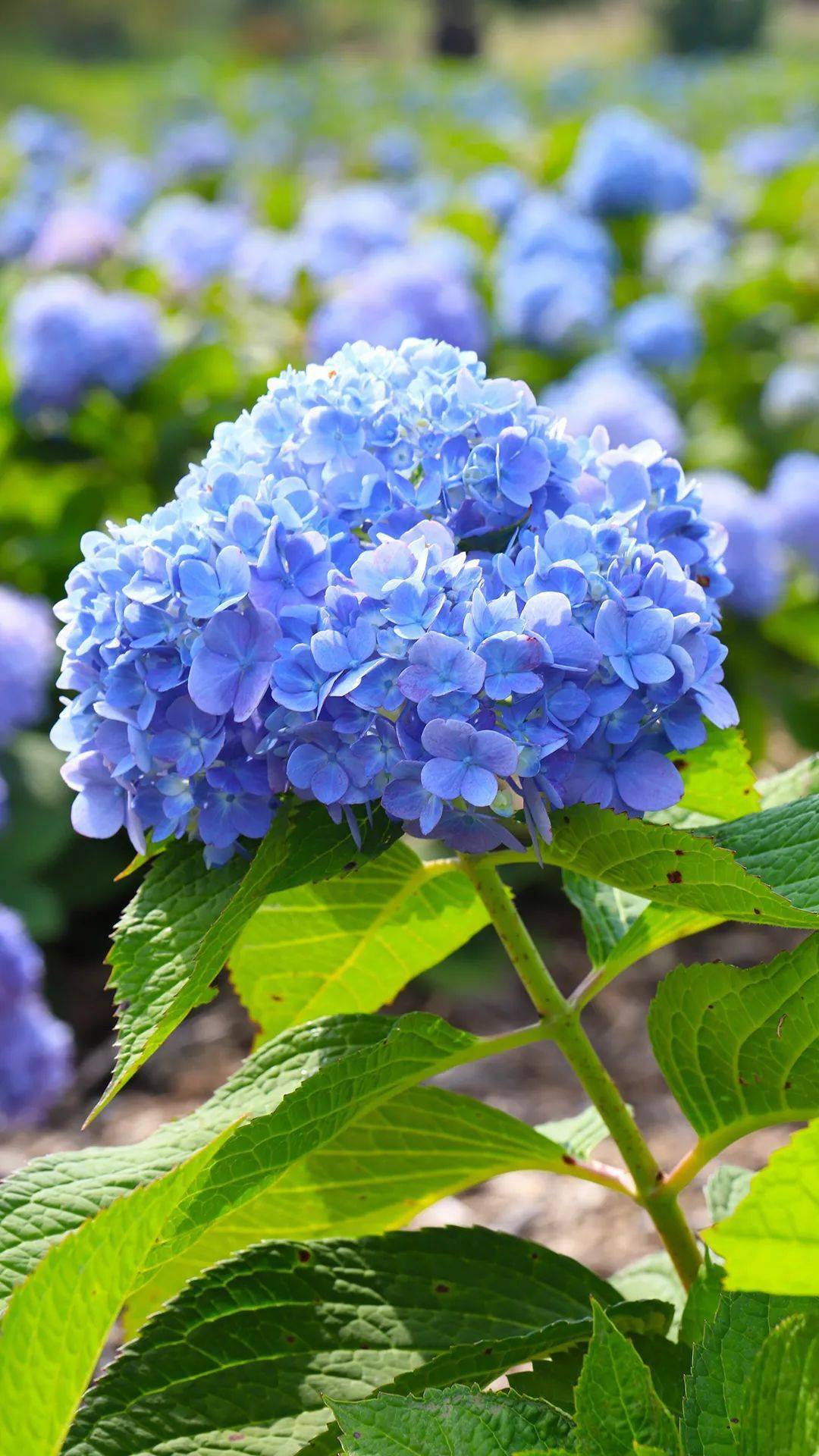 昆嵛山绣球花海美爆了暑期特惠票299元有效期到8月31日