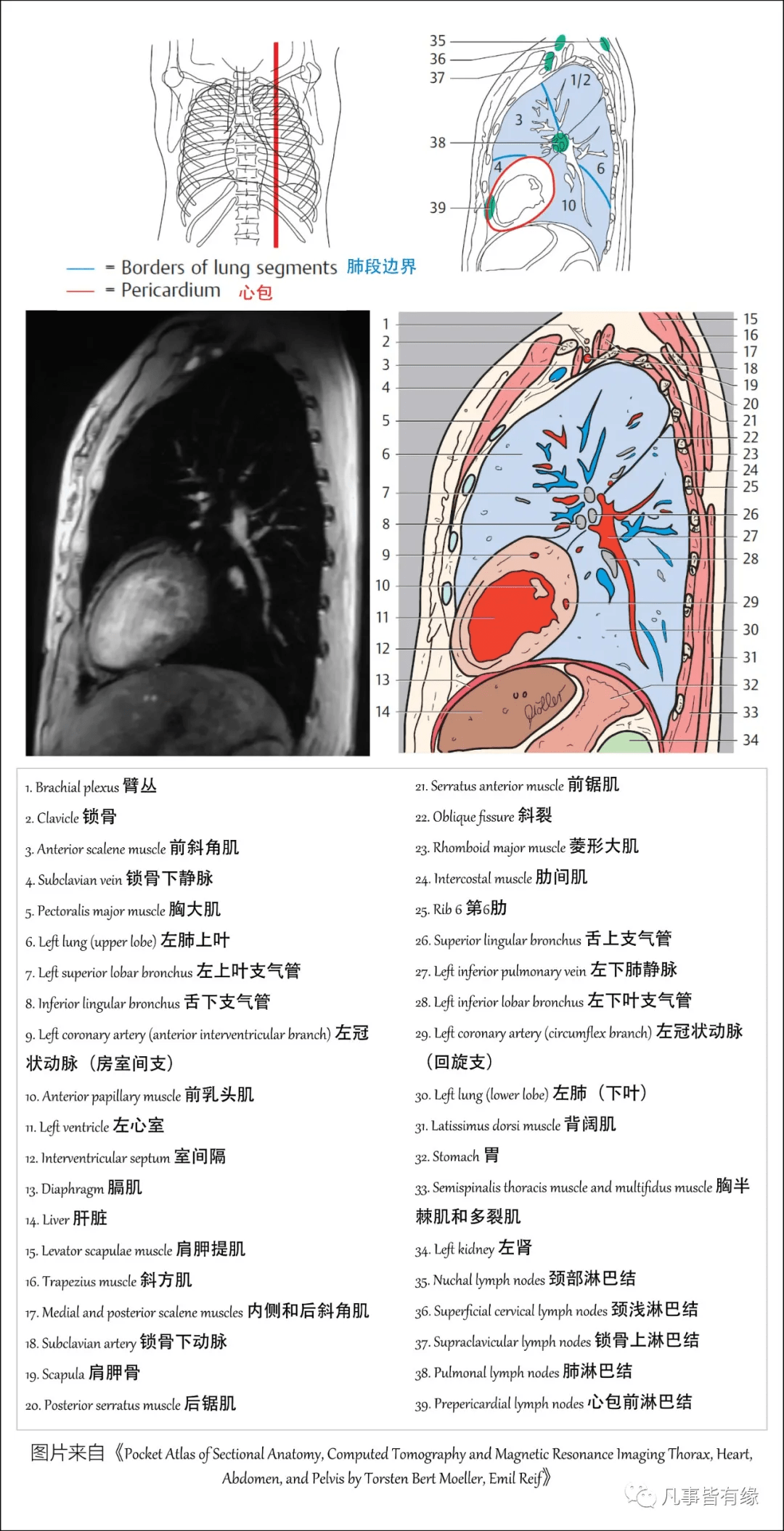 好漂亮的肺部解剖