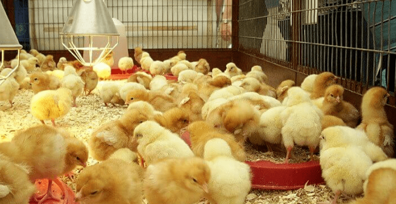 养殖管理丨育雏期持续高温湿帘如何精准使用