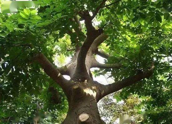 紫光檀鸡翅血檀小斑马非洲各国木材资源情况汇总