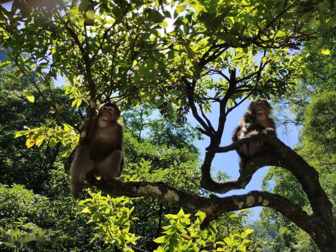 寻山玩水看猴一个不落乐山这条旅游线路火啦