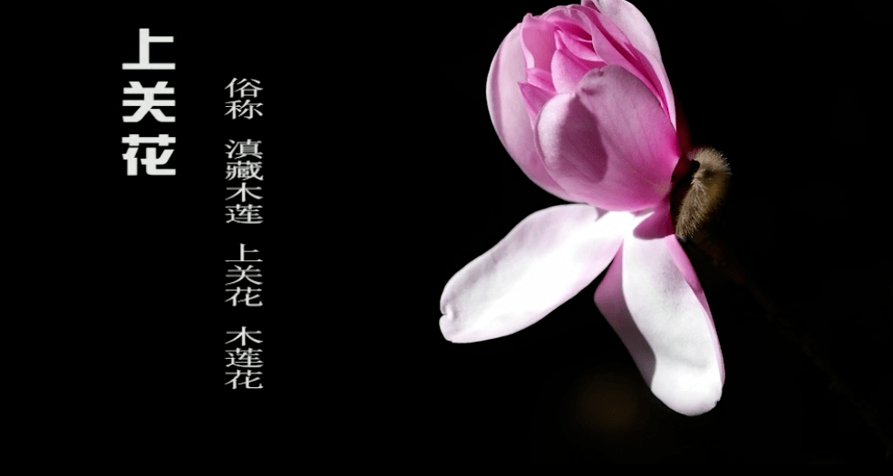 消失百年又重现？神秘“上关花”再现苍山岭_大理