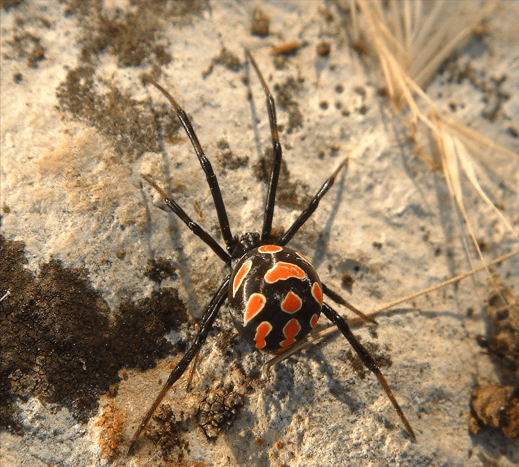 天津海关查获黑寡妇蜘蛛毒性引起警觉入侵后有多危险