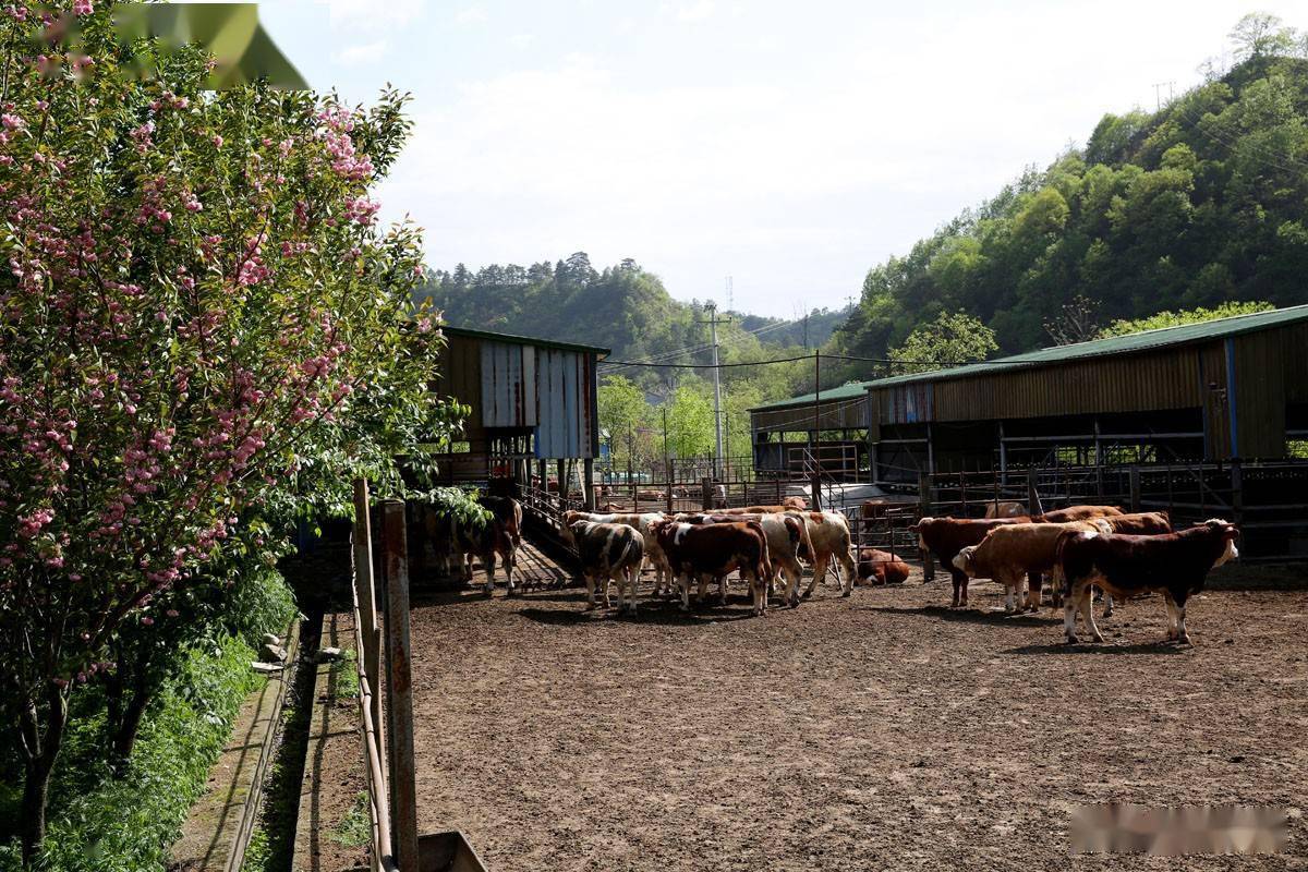 陕西秦岭深山育肥牛,给牛建花园式运动场,养的全是公牛_养牛场