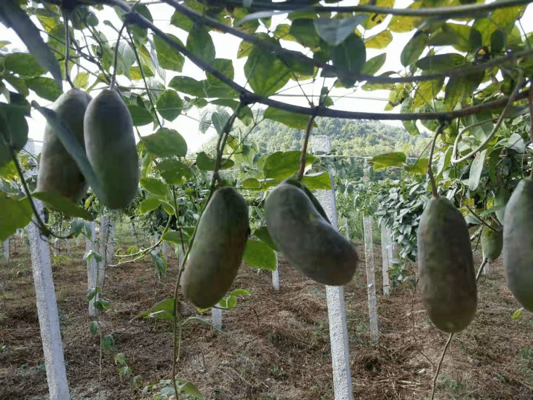 紫兴街道农户奇思妙想,八月瓜也可以"致富"!_种植