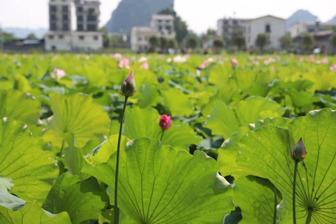 荷正艳香亦浓桥背夏日荷塘美景已上线