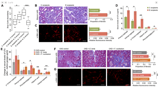 肠道|[文献分享]宏基因组+代谢组解析肠道菌群影响人类和啮齿动物的肾衰竭的作用机制