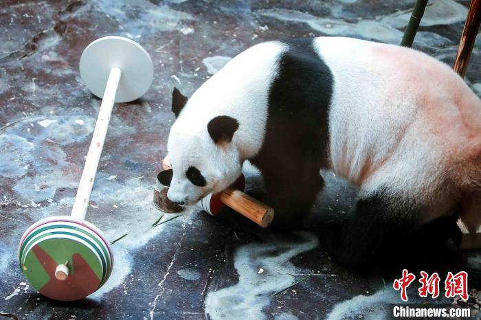 Yuewen|Ji 'nan Wildlife World giant panda ＂Er Xi＂ celebrates its 11th birthday