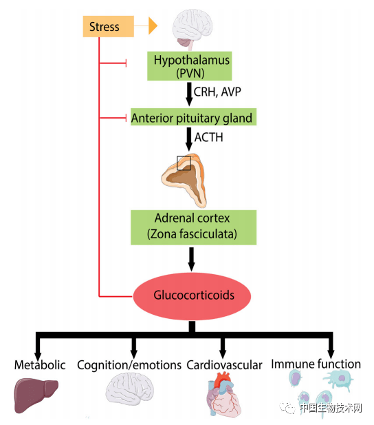hpa轴的中断,以及随后皮质醇水平的增加,是阿尔茨海默症的常见症状.