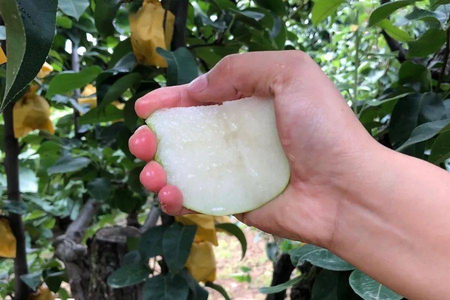 甘甜酥脆的水灵鲜果宛如矿泉水皮薄如蜜滋润入喉