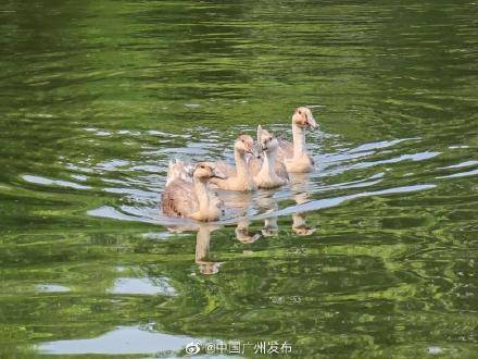 天鹅湖|越秀公园有个“天鹅湖”？黑天鹅、鸿雁“搬家”越秀山啦