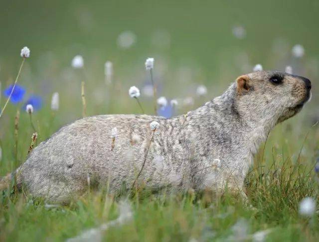 土拨鼠