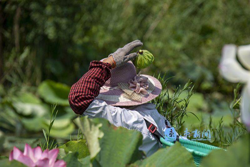 小莲蓬拓宽致富路