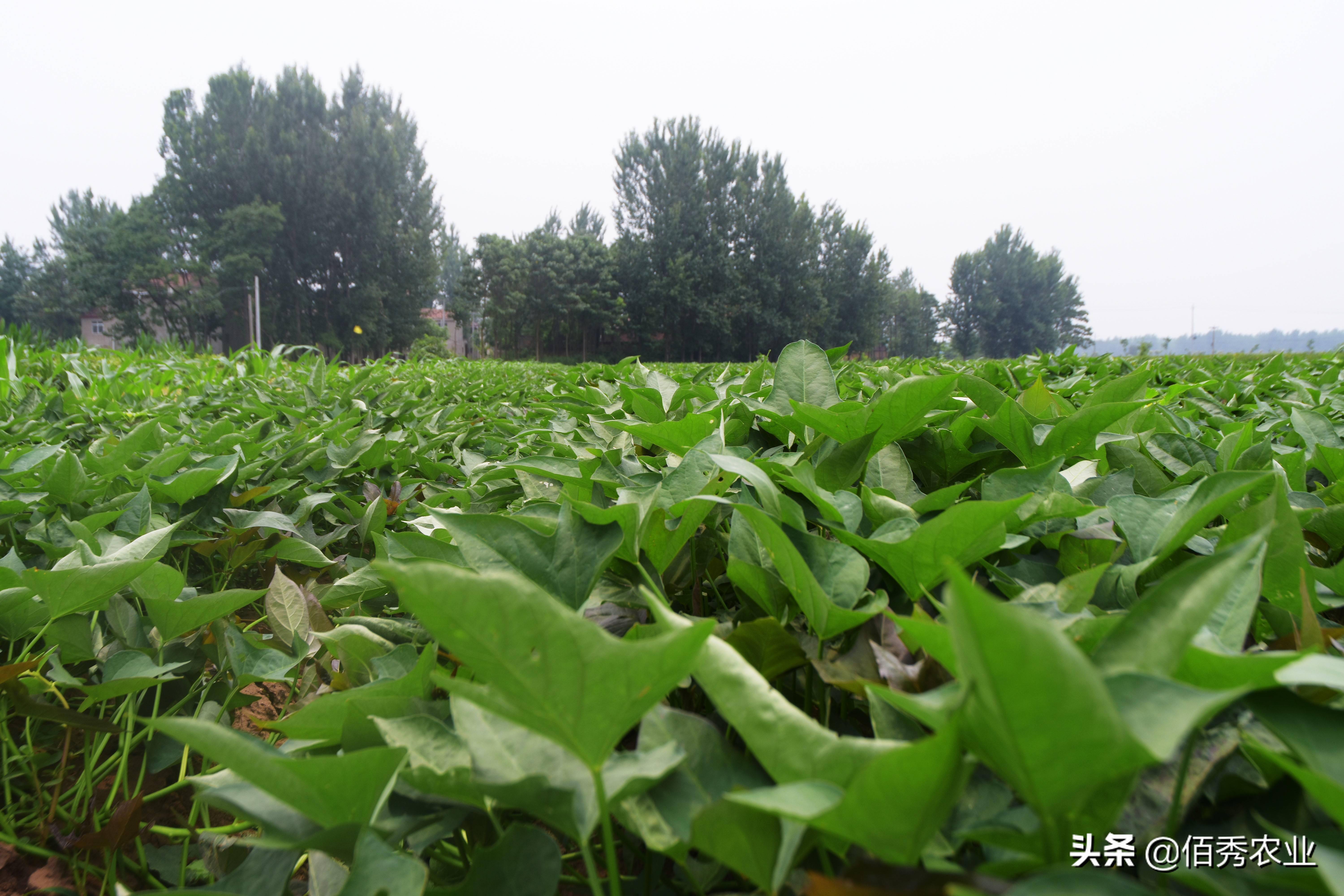 农民种植红薯发生地下虫危害咋防治添加磷酸二氢钾有啥道理