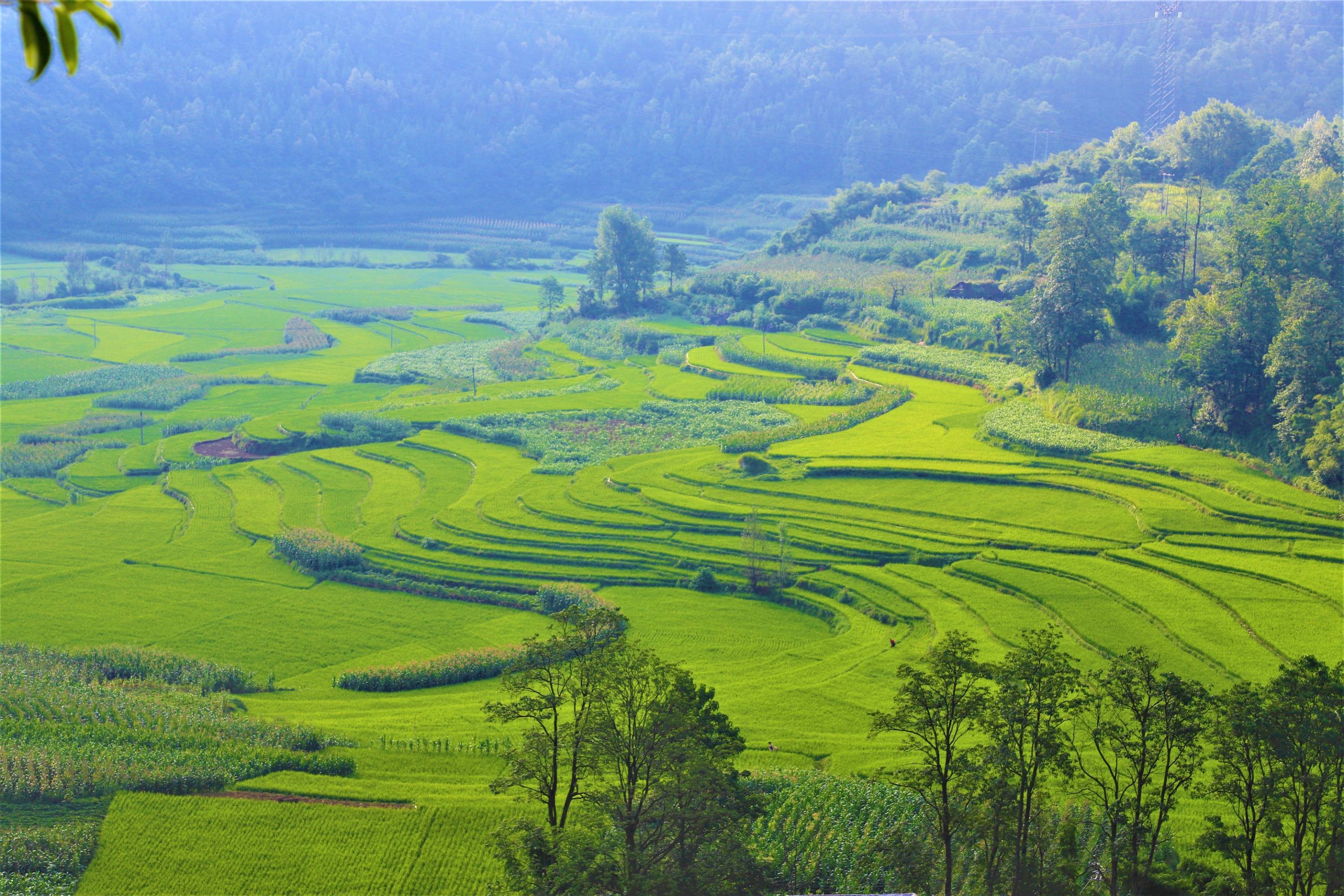 黔西雨朵层层梯田美如画