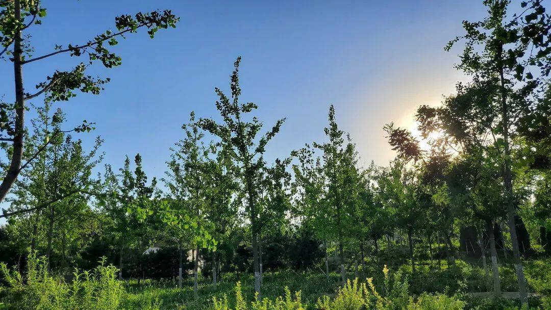 夏日,来这座森林公园——功德寺公园寻一片清凉!