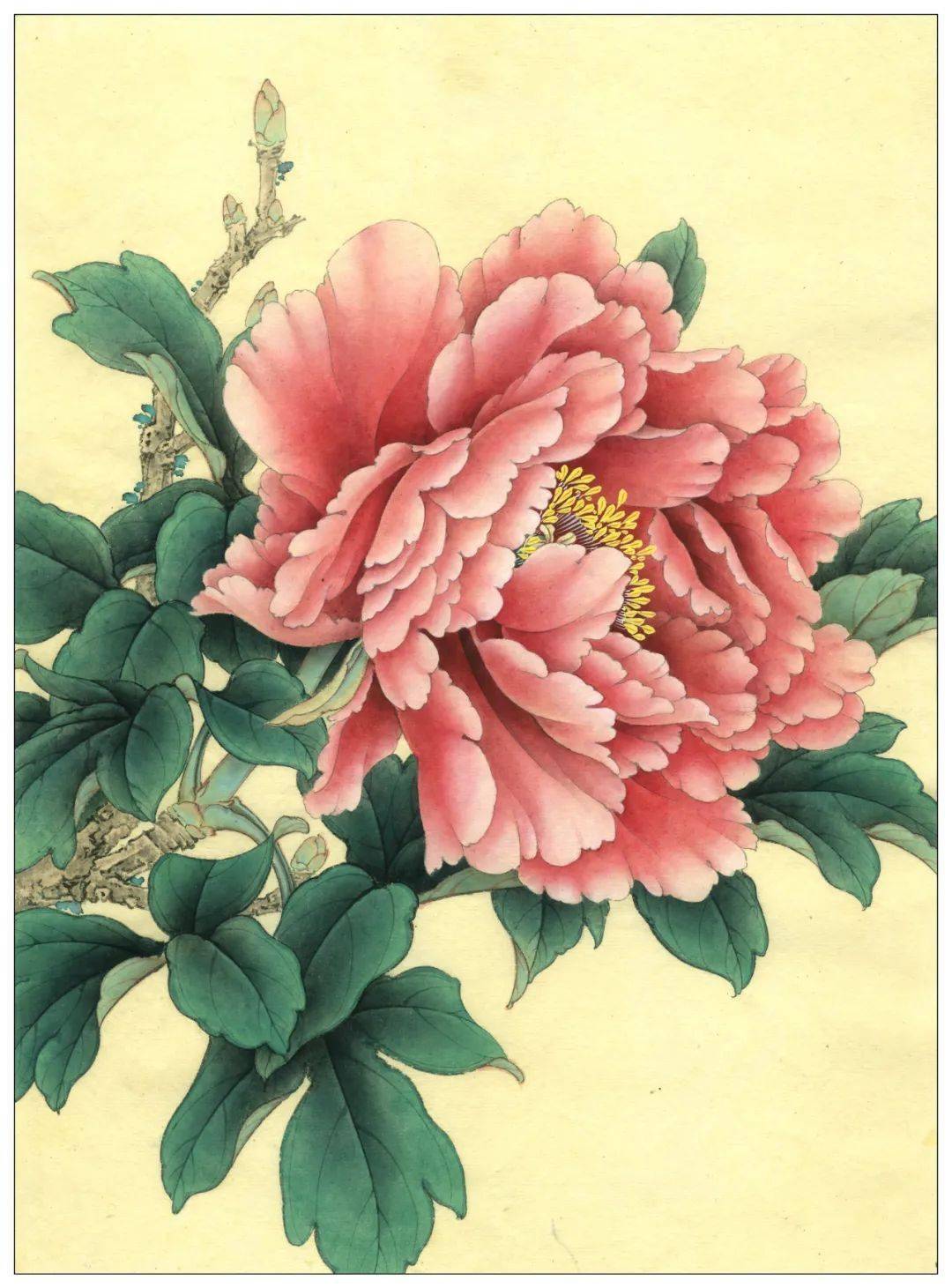 素材 | 李晓明改编《田世光牡丹十五品》绘制步骤图 美不胜收