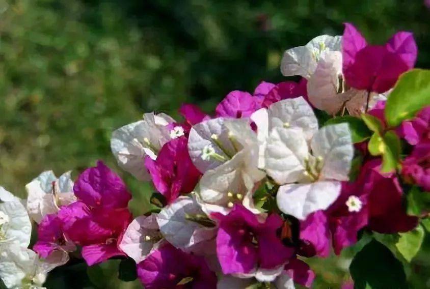 收藏花友分享11种三角梅品种图鉴涨姿势