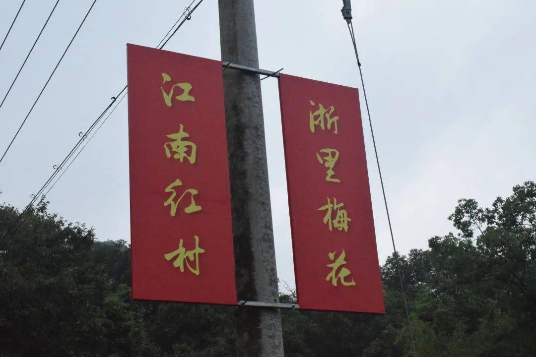 还未走进村子,就能看到每个路灯杆上都挂着"江南红村,浙里梅花"的宣传