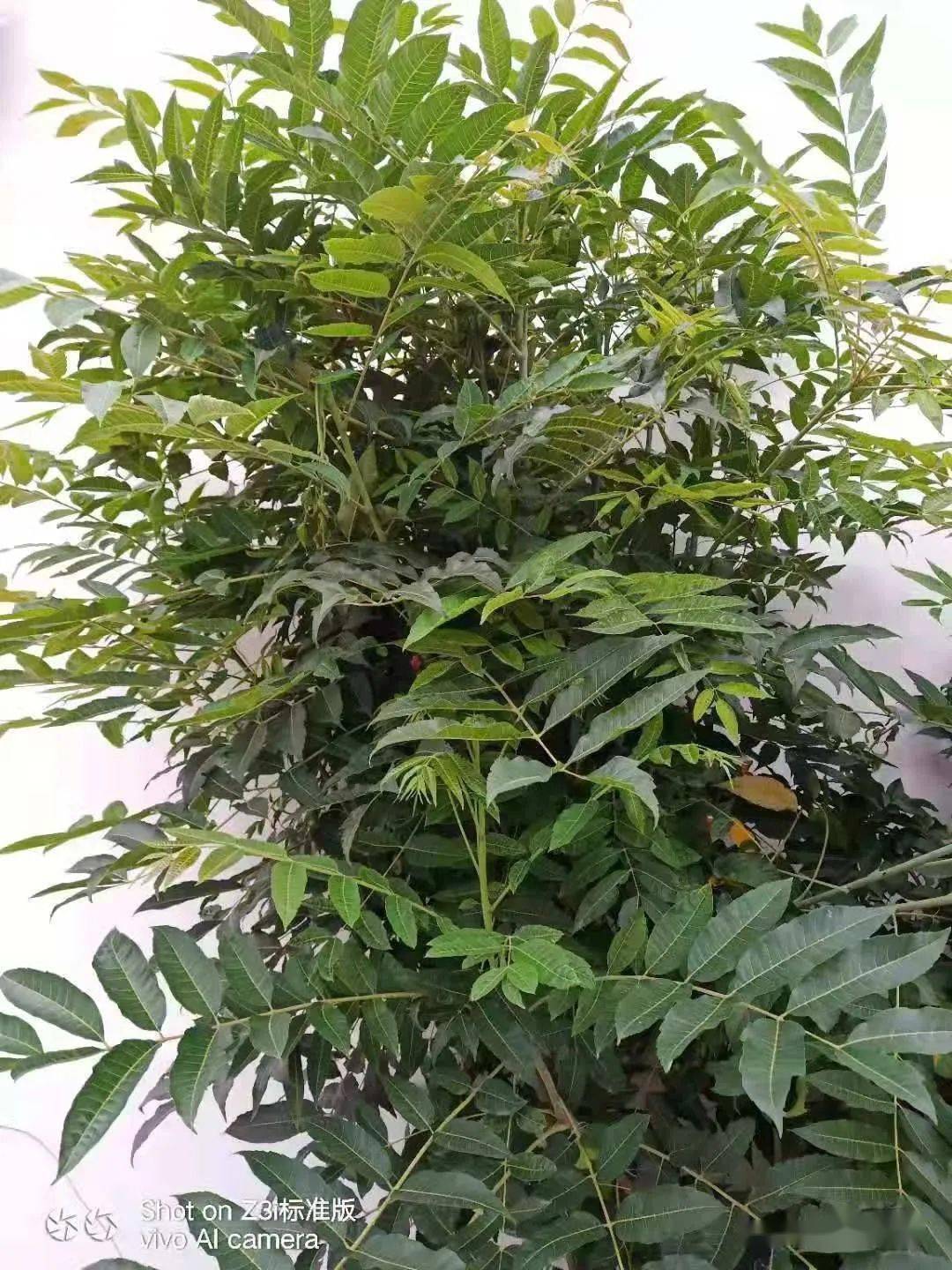 临朐微刊马玉宝母亲闲园子香椿树