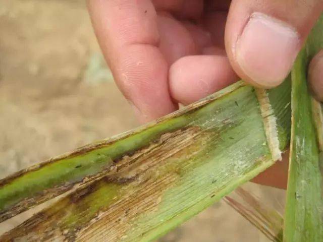 67蓟马不是马危害很可怕蓟马危害高清图谱及防治方法