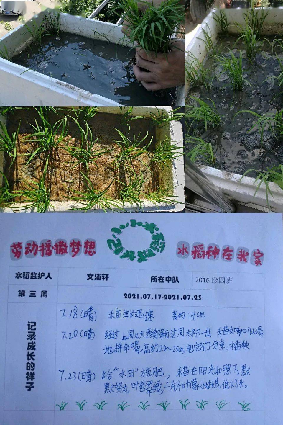 劳动播撒梦想水稻种在我家丨我的水稻种植日记第三期