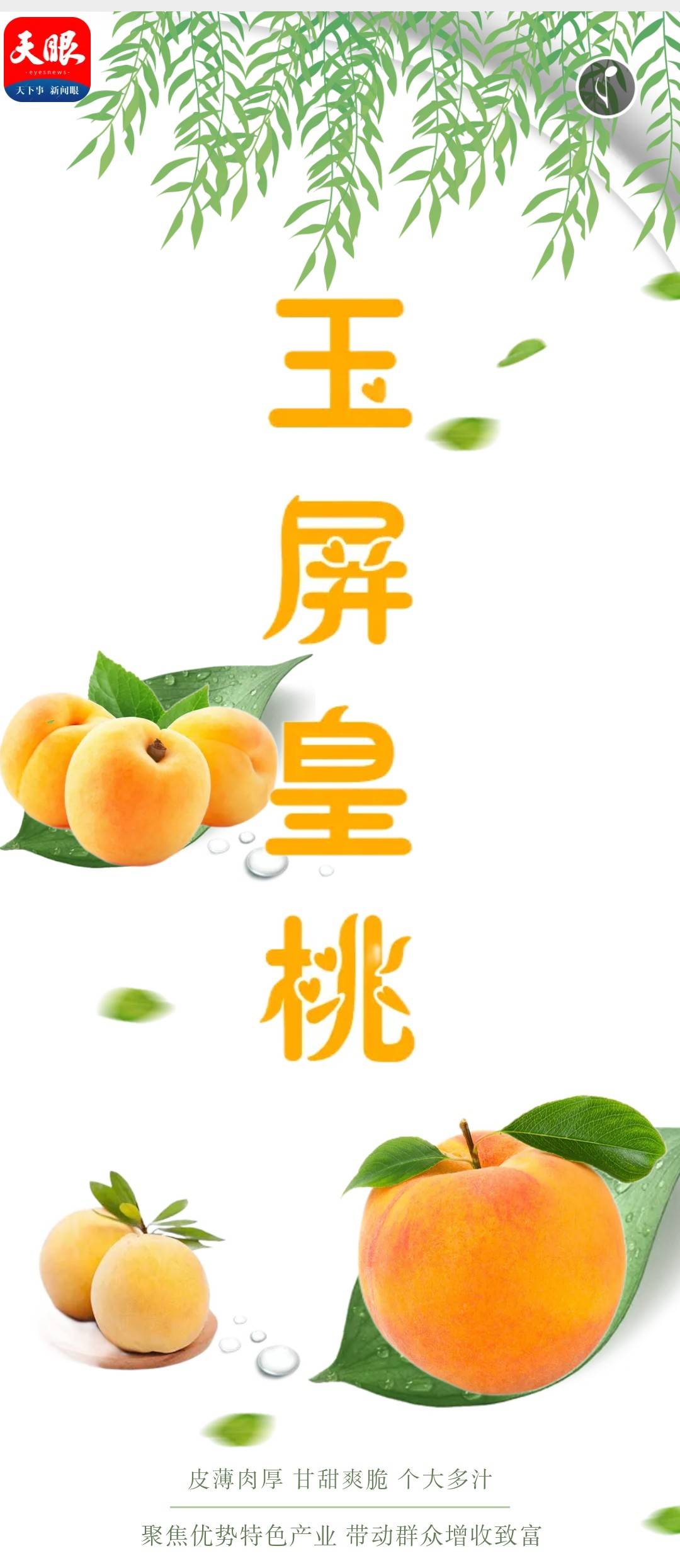 h5玉屏黄桃缀枝头果农迎丰收