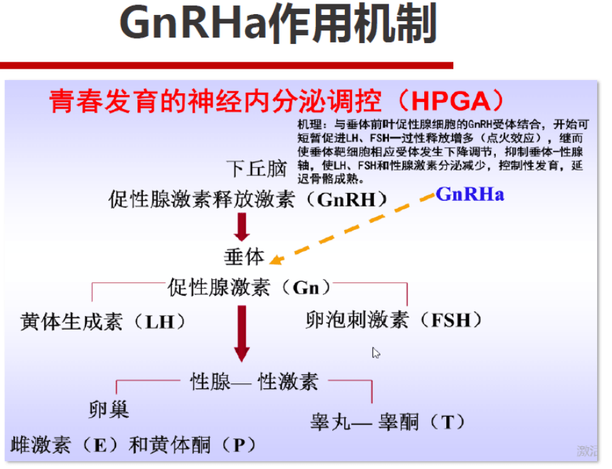 青春期大骨龄矮小症的治疗_gnrha