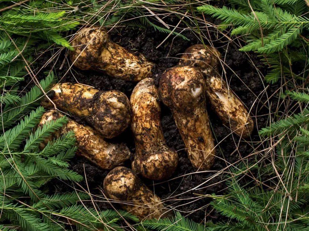 松茸图片怎么吃 6148e72852d24b52b71bd899dc13bd35.jpeg