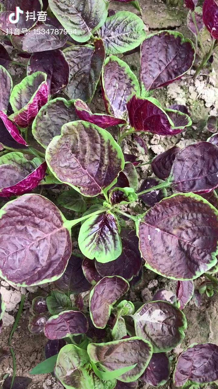 很多网友留言问紫色的是什么蔬菜我们这里叫红苋菜拍点蒜头直接爆炒就