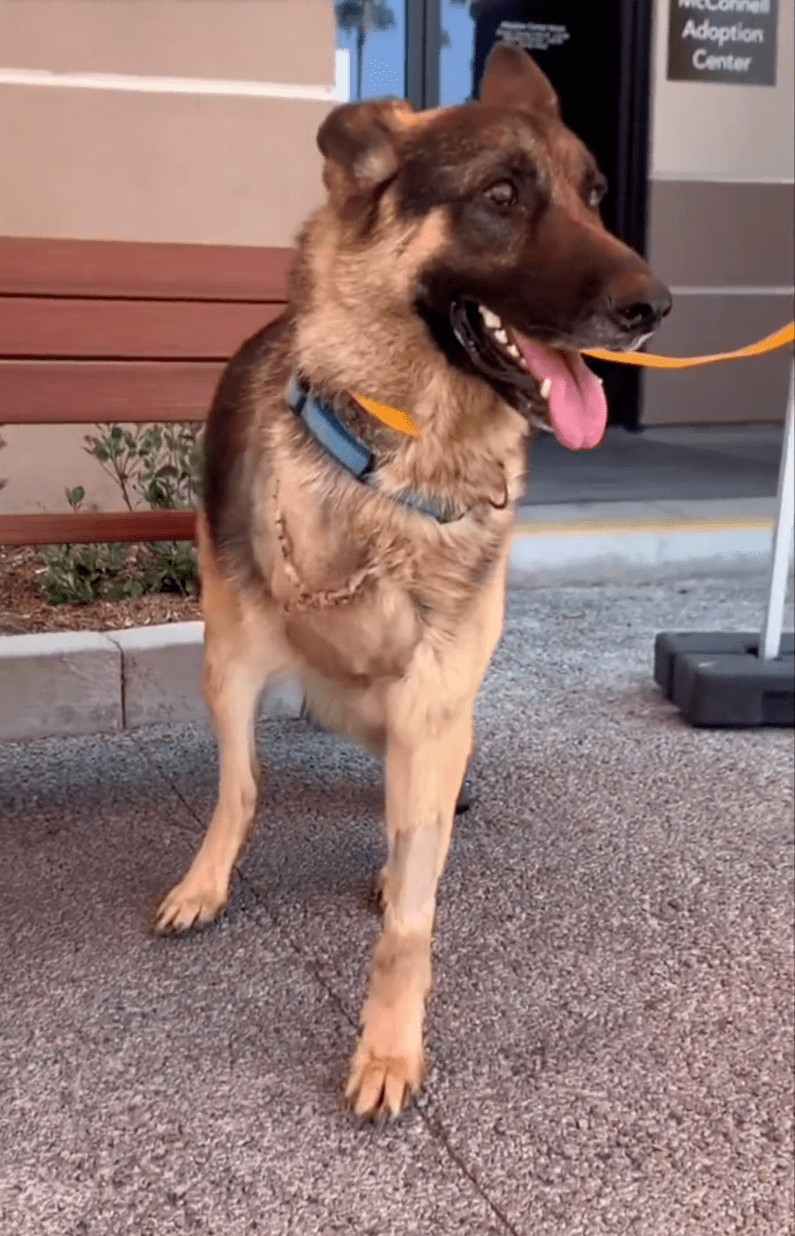 德牧截肢后被领养看到新主人的那刻网友泪目这是最好的安排