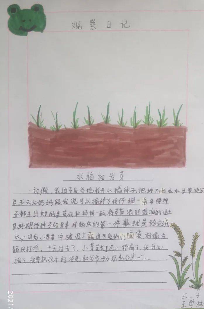 劳动播撒梦想水稻种在我家丨我的水稻种植日记第三期