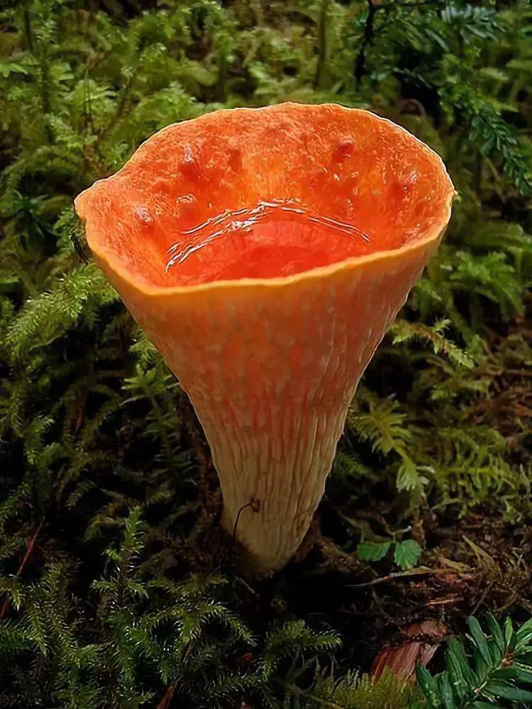 还当盆子给自己存水喝▼这个蘑菇也太能干了就像一个妙龄少女▼粉色的