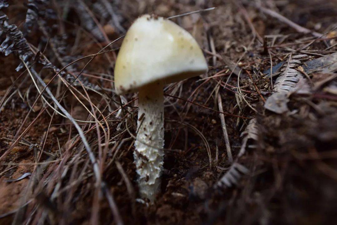 十万大山里的中华鹅膏菌种植探索者_研究