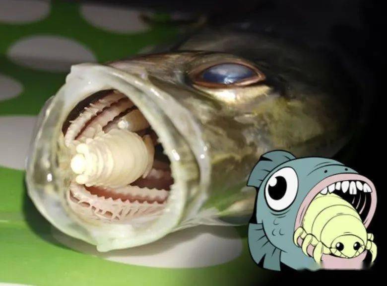 鱼嘴里居然长出一颗头这种寄生虫简直是恐怖电影照进现实