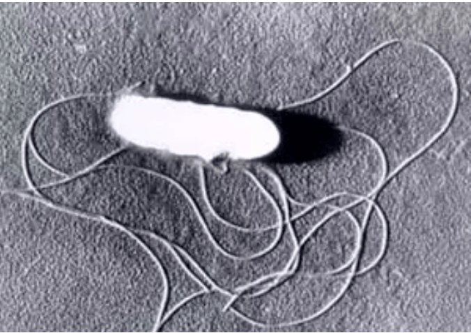 电镜下的李斯特菌图片来自:textbookofbacteriologynet