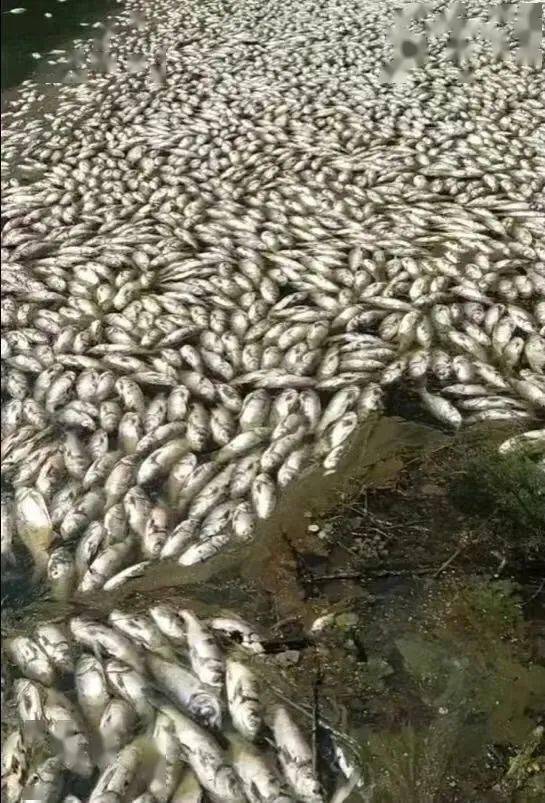 全部封堵!潍坊某河面死鱼事件!