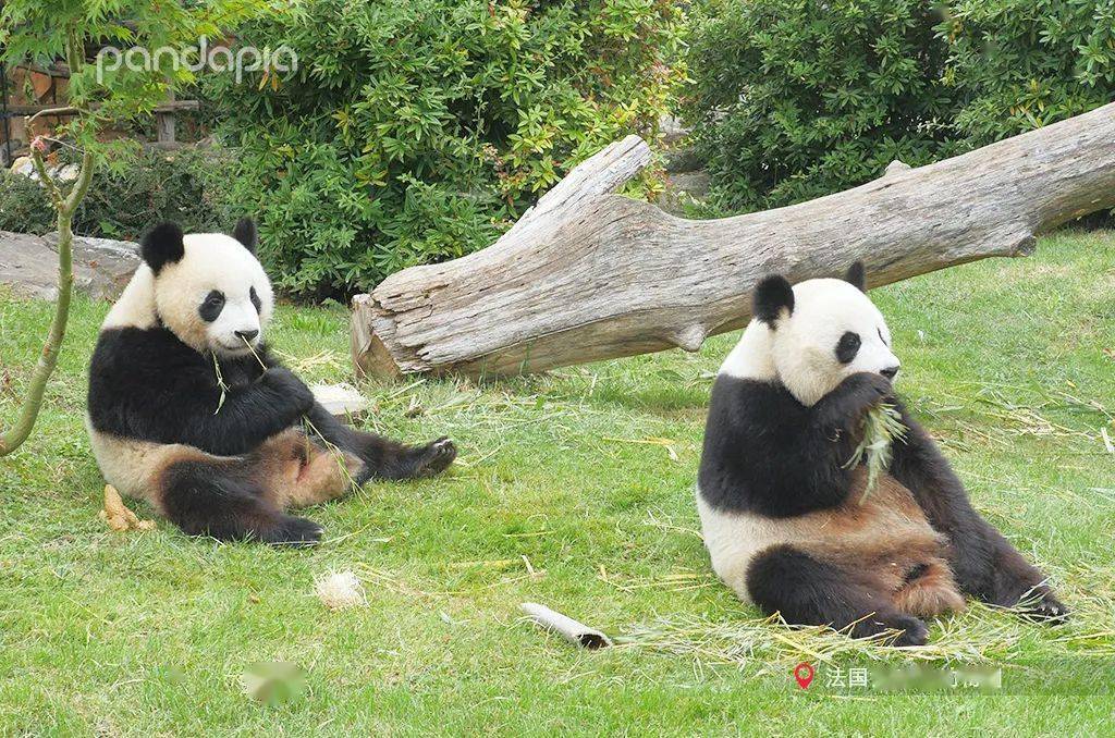 旅法大熊猫欢欢顺利产下双胞胎法式卷毛发型会重现江湖么