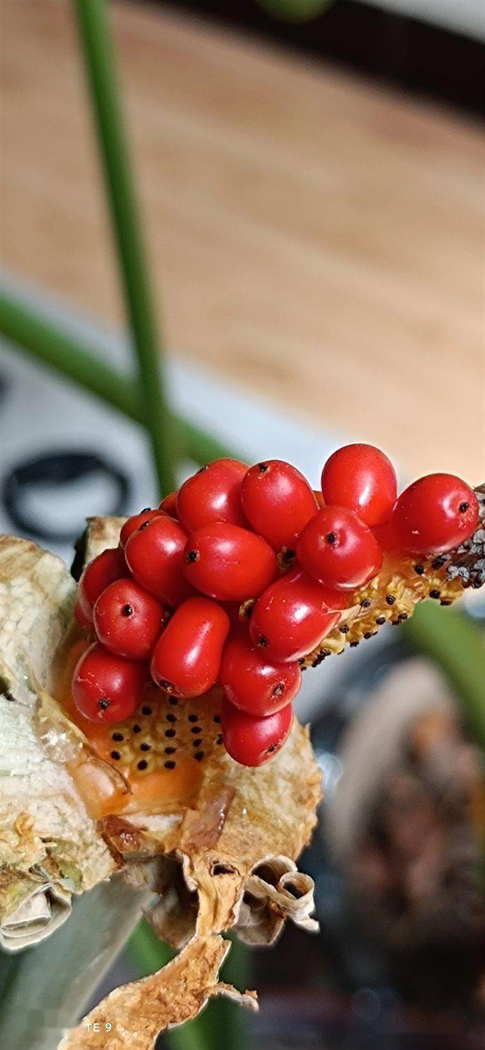 辛丑盛夏观滴水观音果实楹联文李景宁